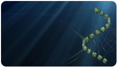 Ocean Ecology