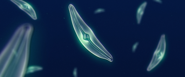 Ocean Ecology