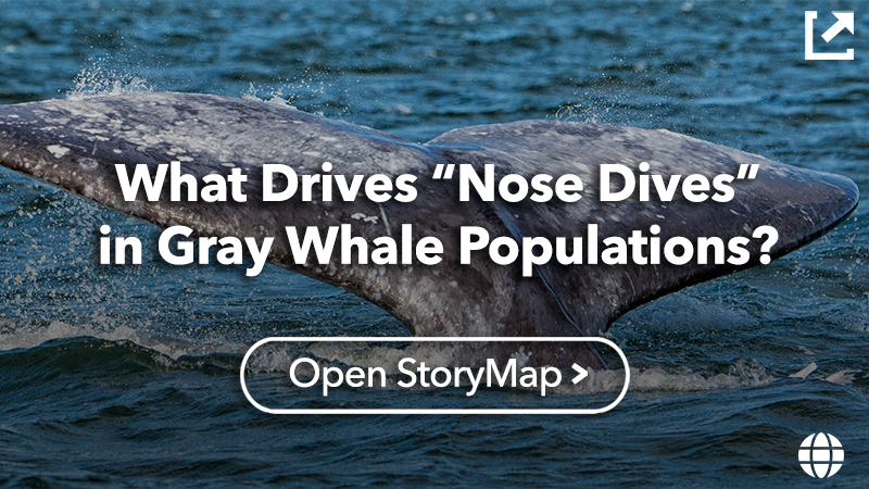 What Drives ’Nose Dives’ in Gray Whale Populations?